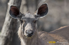 Sambar deer