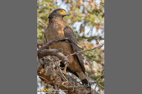 Crested serpent eagle