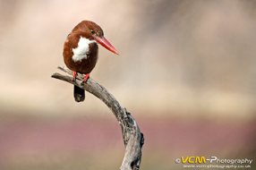 Kingfisher on a tree branch