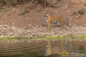 Male tiger T-113 called Pie