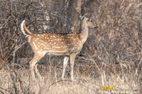 Spotted deer