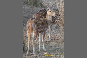 Spotted deer