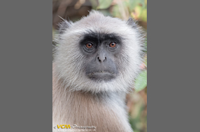 Gray langur