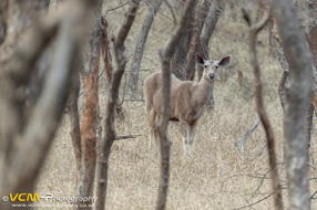 Sambar deer