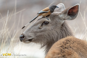 Sambar deer and treepie