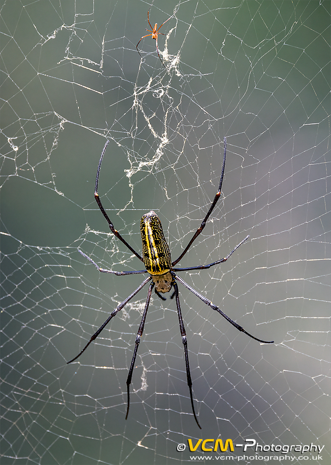 Giant wood spider