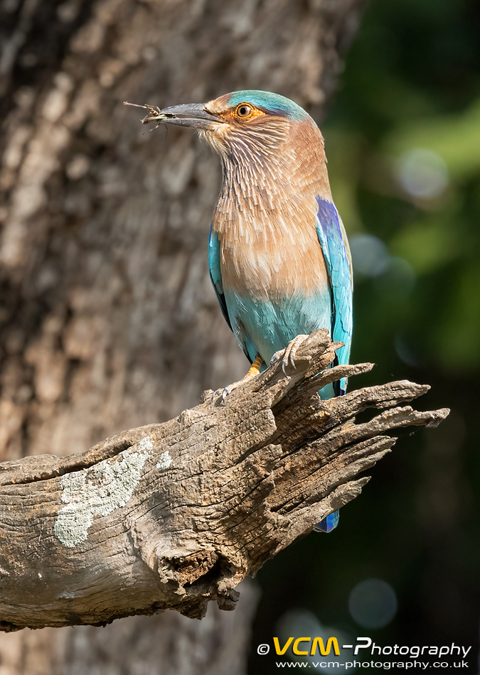 Indian roller