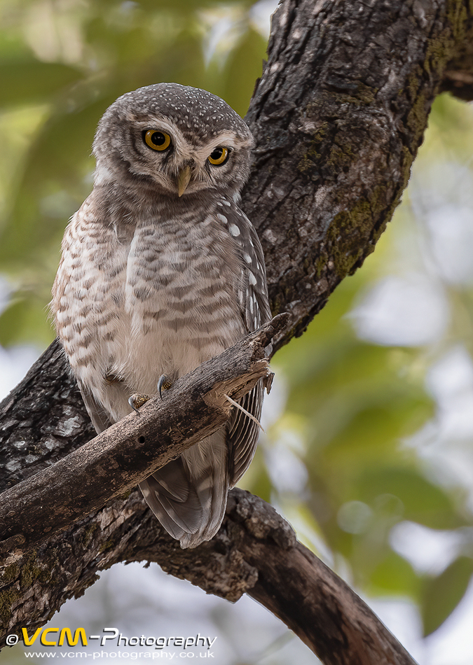 Spotted owlet