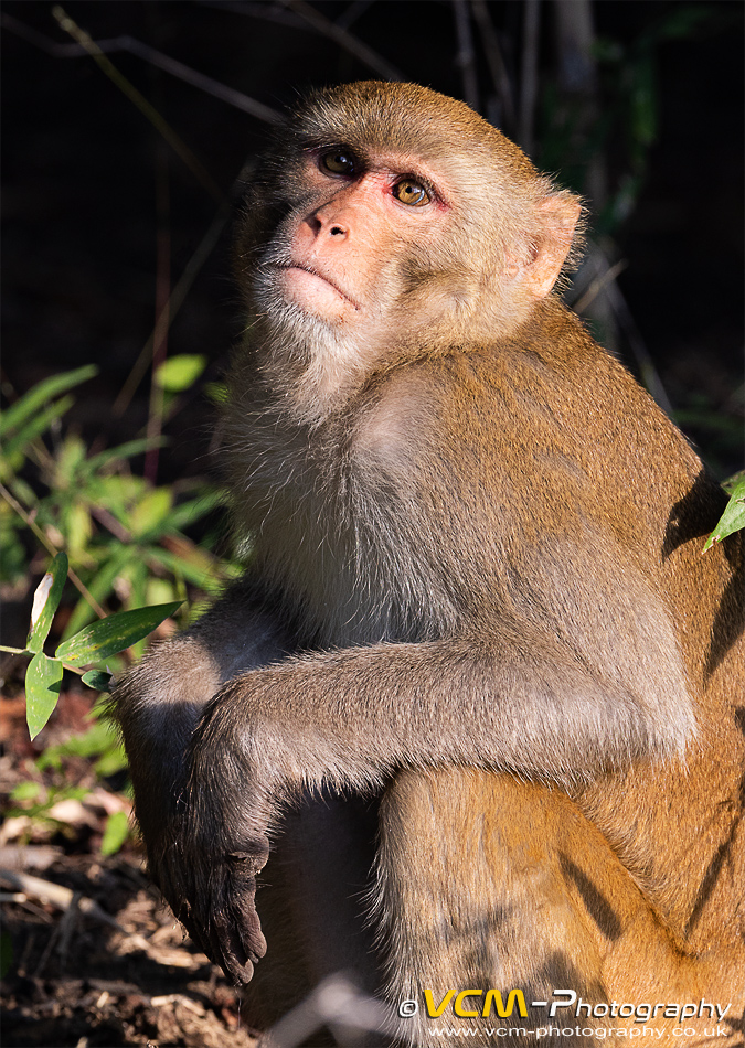 Rhesus macaque