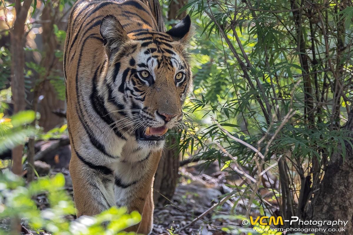 Tigress Kajri