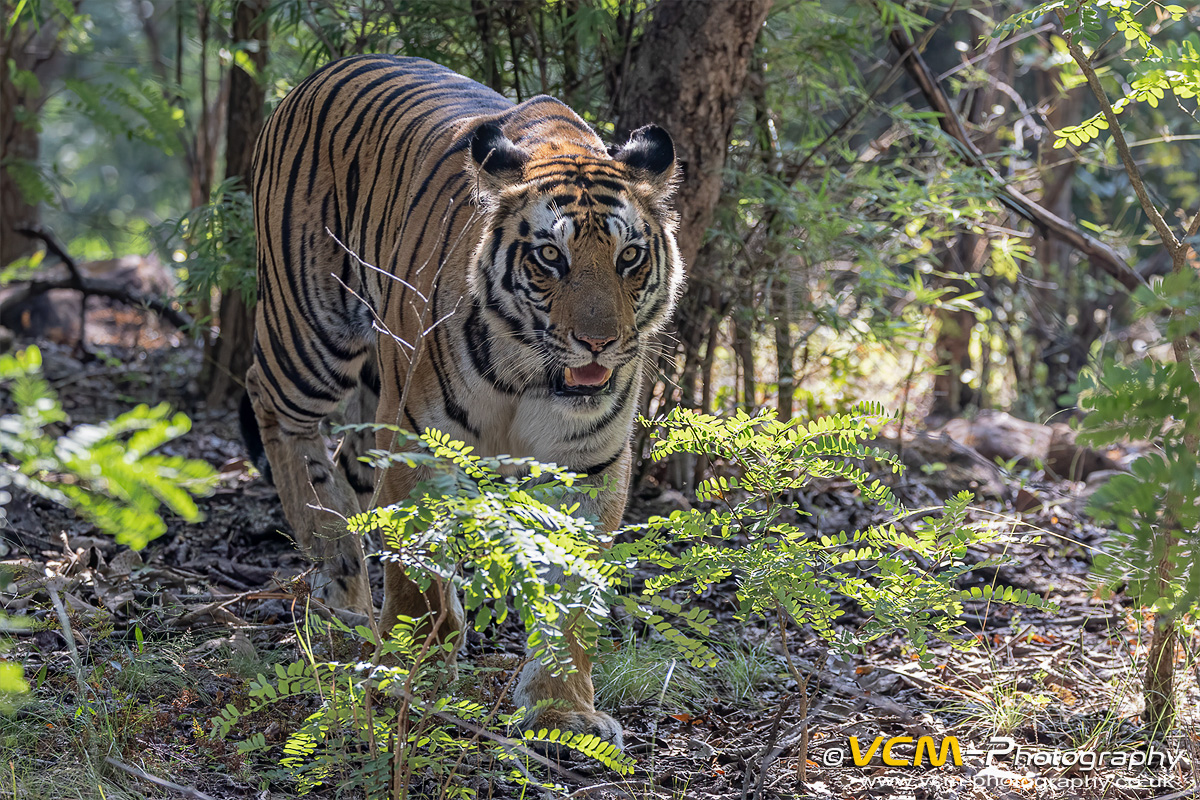 Tigress Kajri