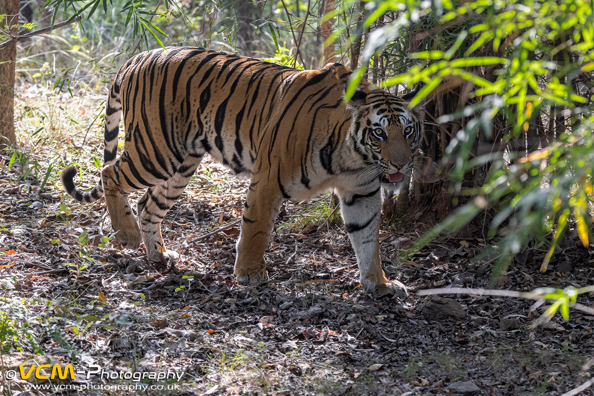 Tigress Kajri