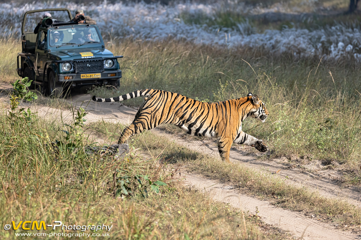 Male Tiger. Son of Tigress Spotty