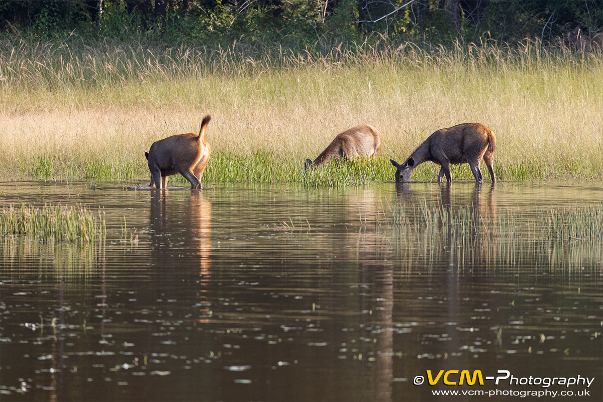 Sambar deer