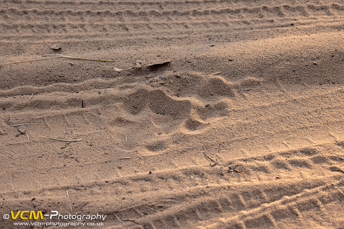 Tiger pugmark