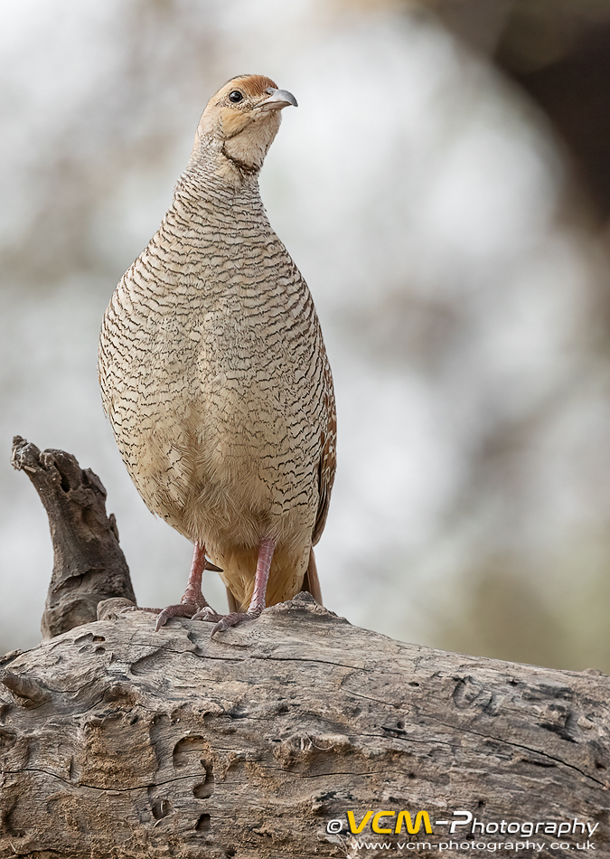 Grey francolin