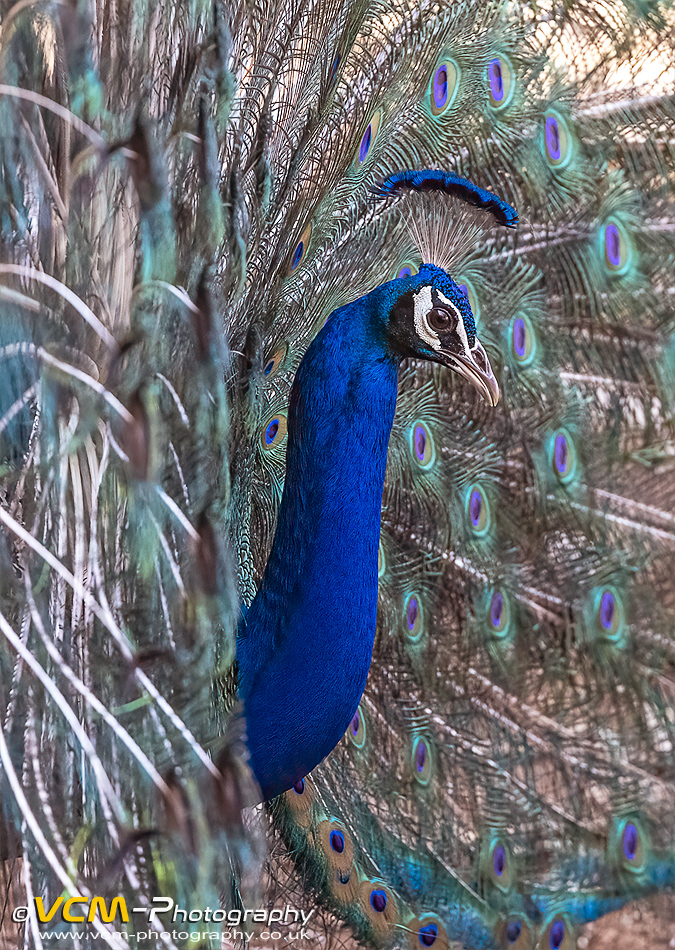 Peacock displaying