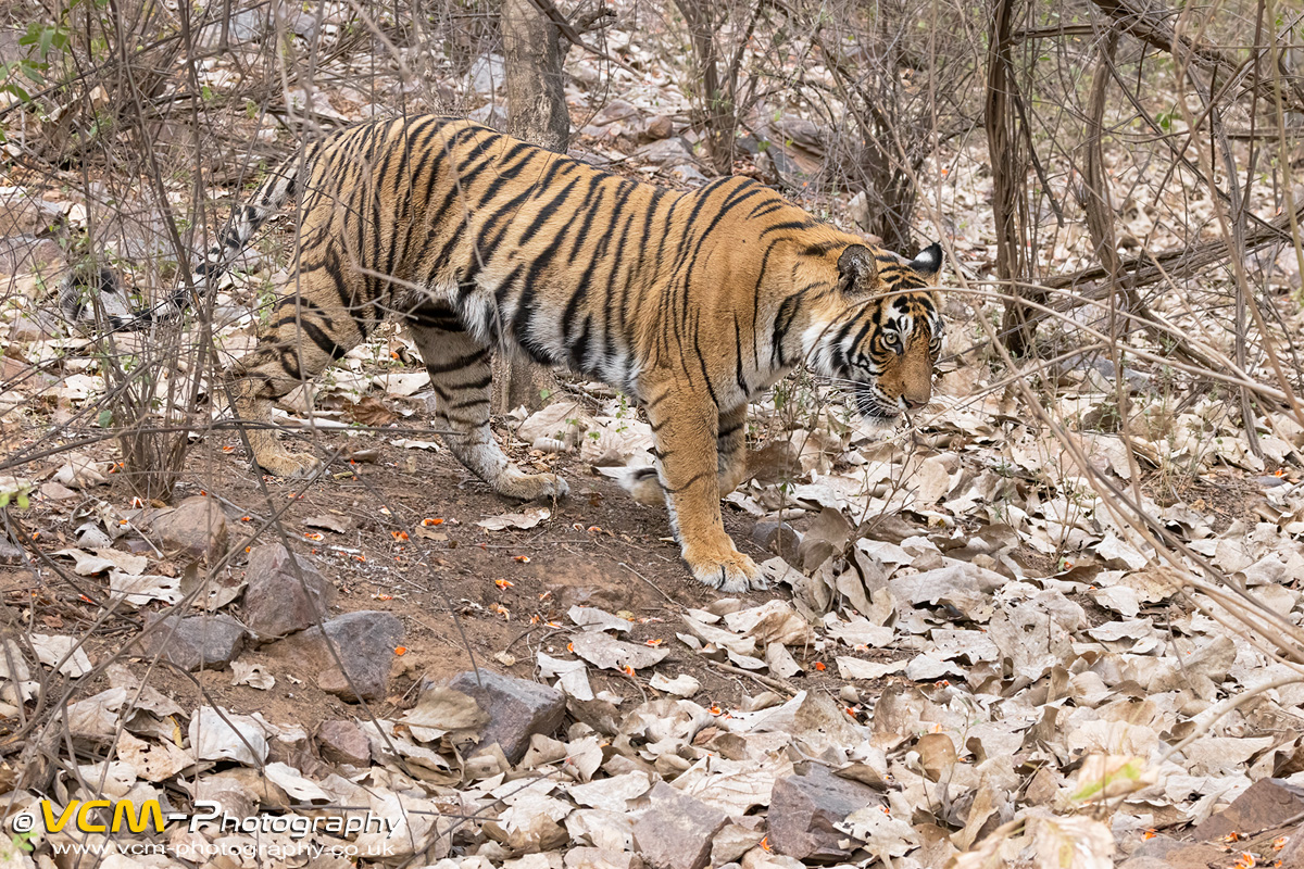 Tigress T-105 called Noorie