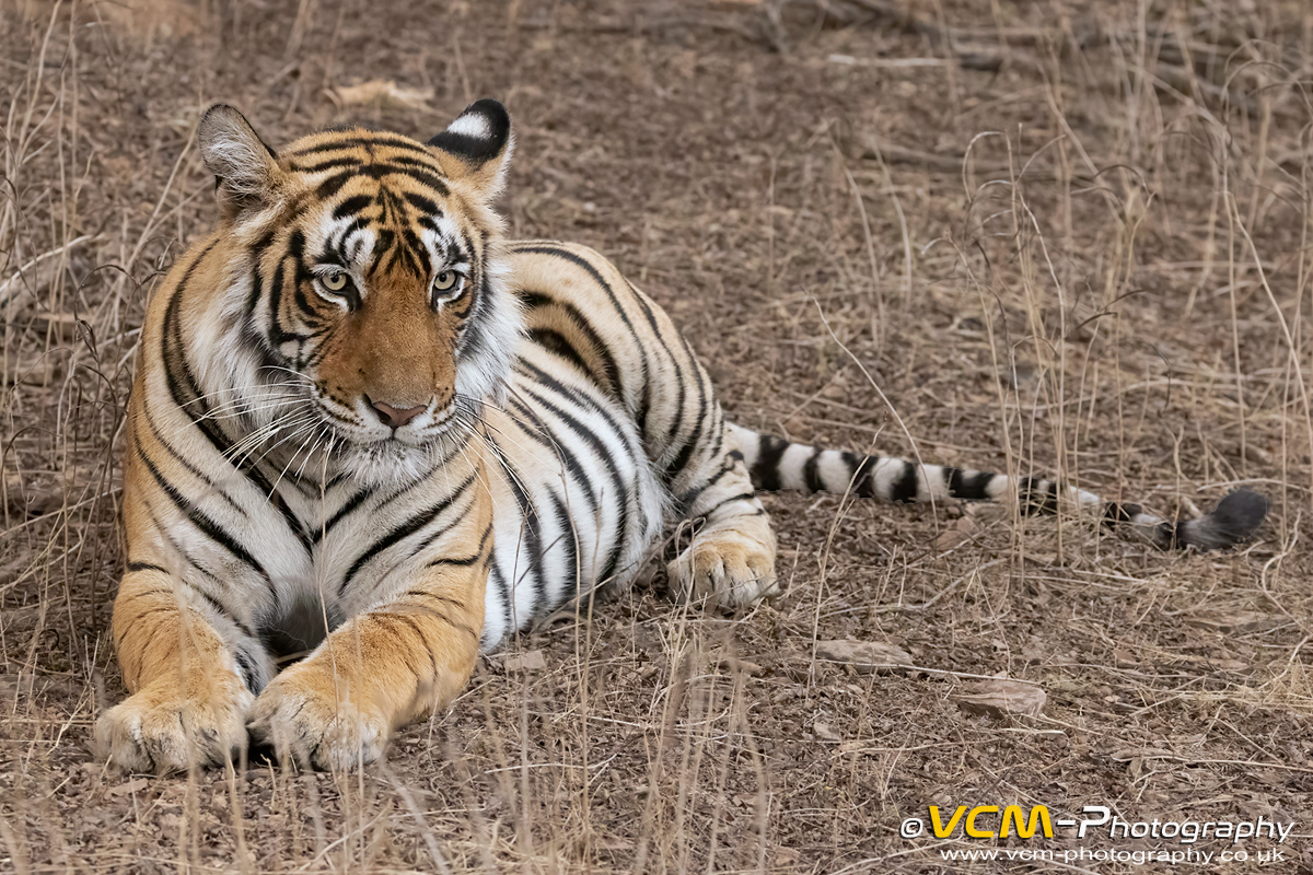 Tigress T-124 called Riddhi
