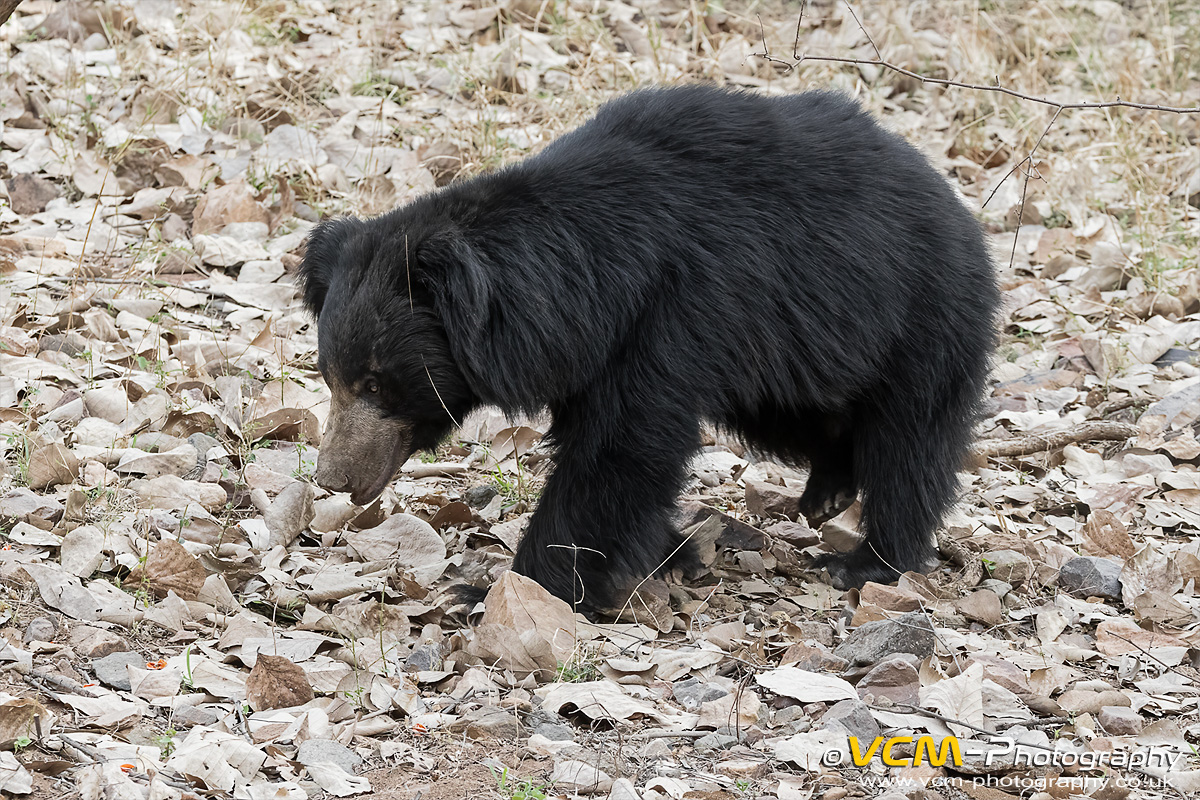 Male Sloth bear