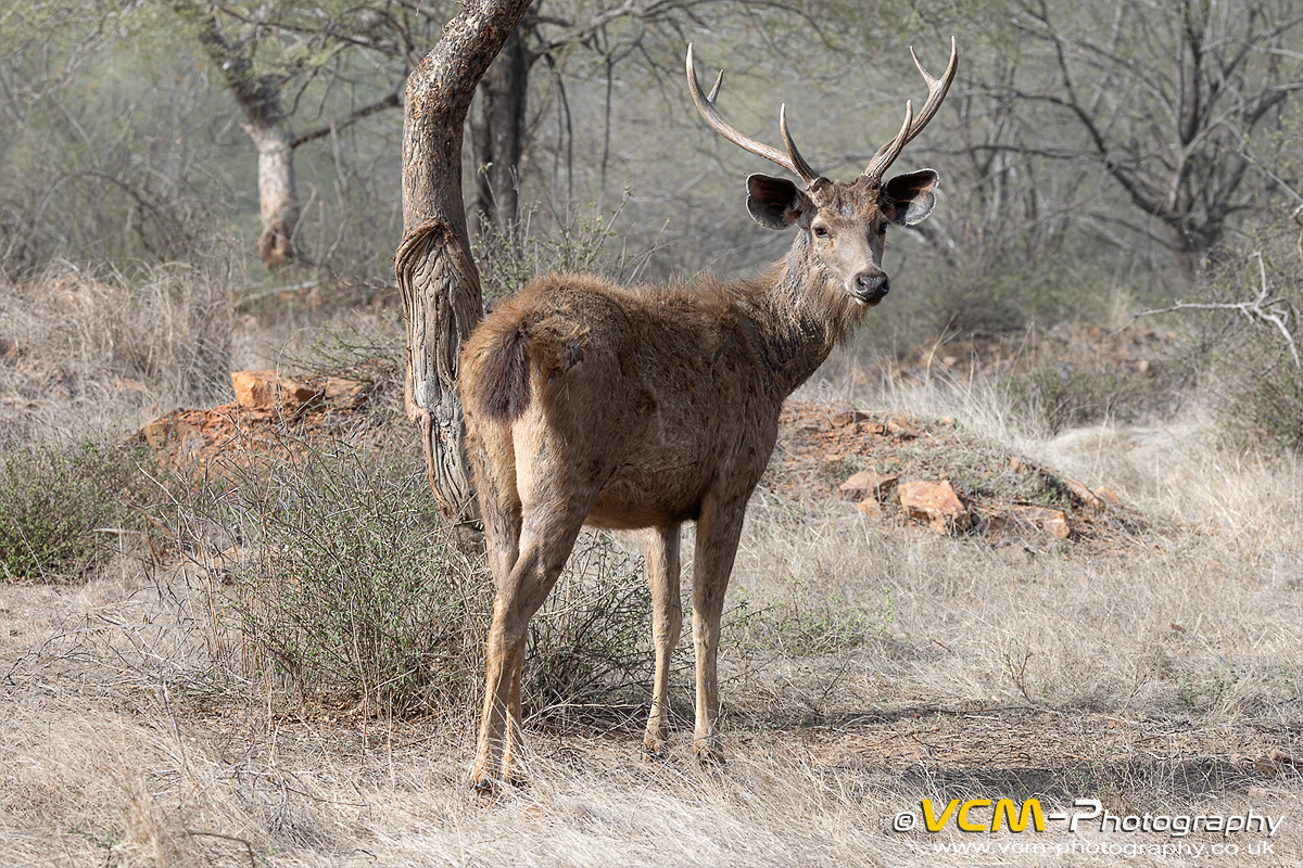 Male sambar deer