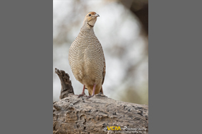 Grey francolin