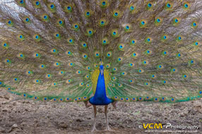 Indian peafowl