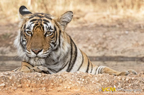 Tigress T-124 called Riddhi