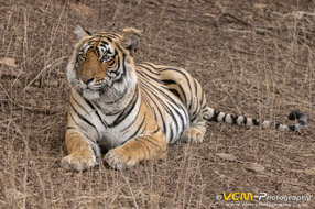 Tigress T-124 called Riddhi