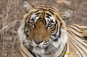 Tigress T-124 called Riddhi