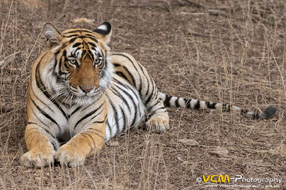 Tigress T-124 called Riddhi