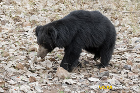 Male sloth bear