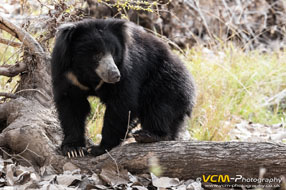 Male sloth bear