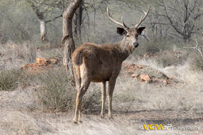 Sambar deer