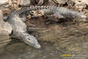 Mugger crocodile