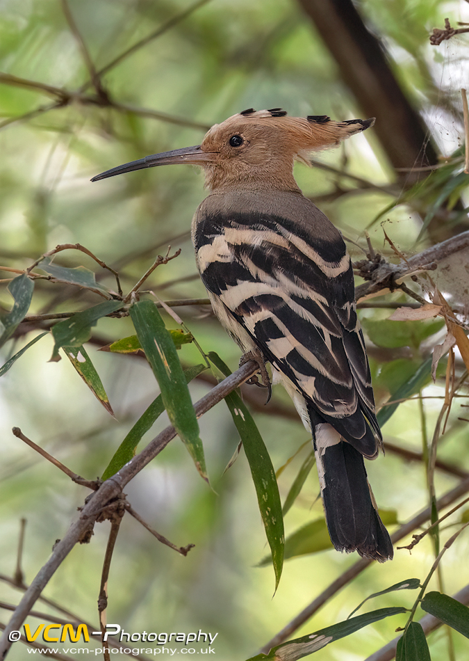Eurasian hoopoe