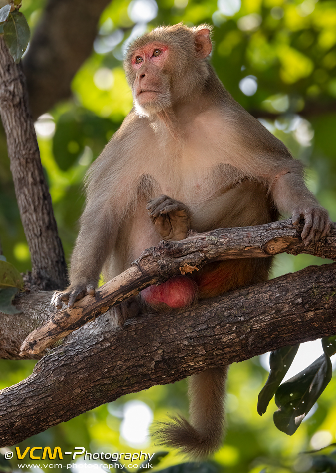 Rhesus macaque
