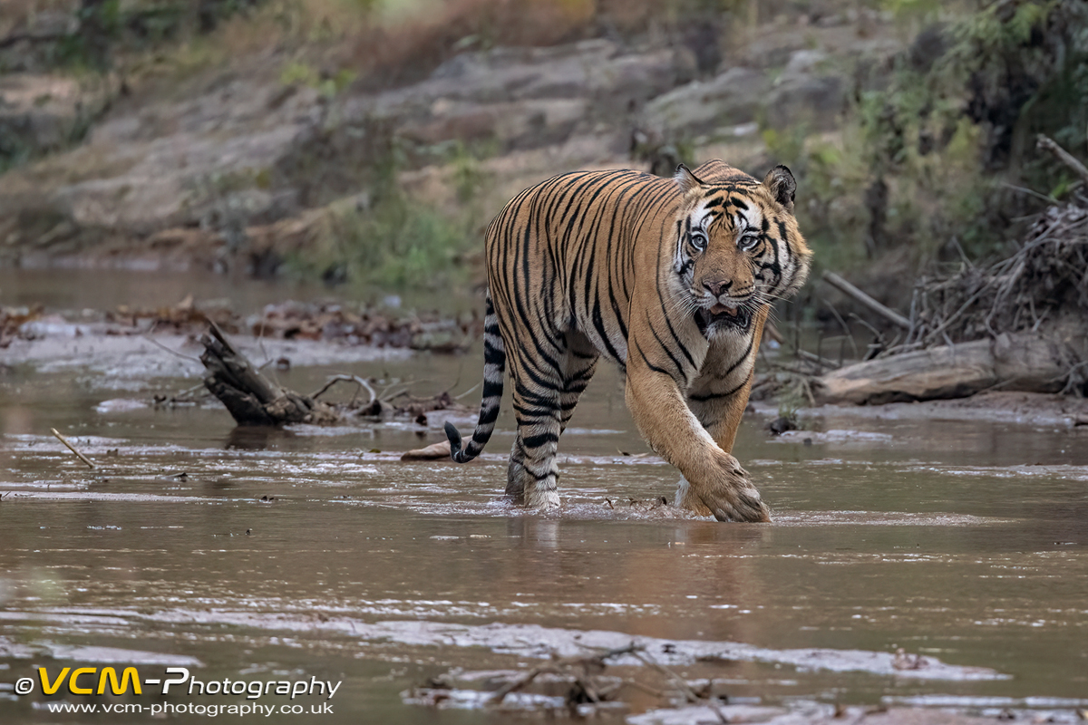 Male tiger D-1