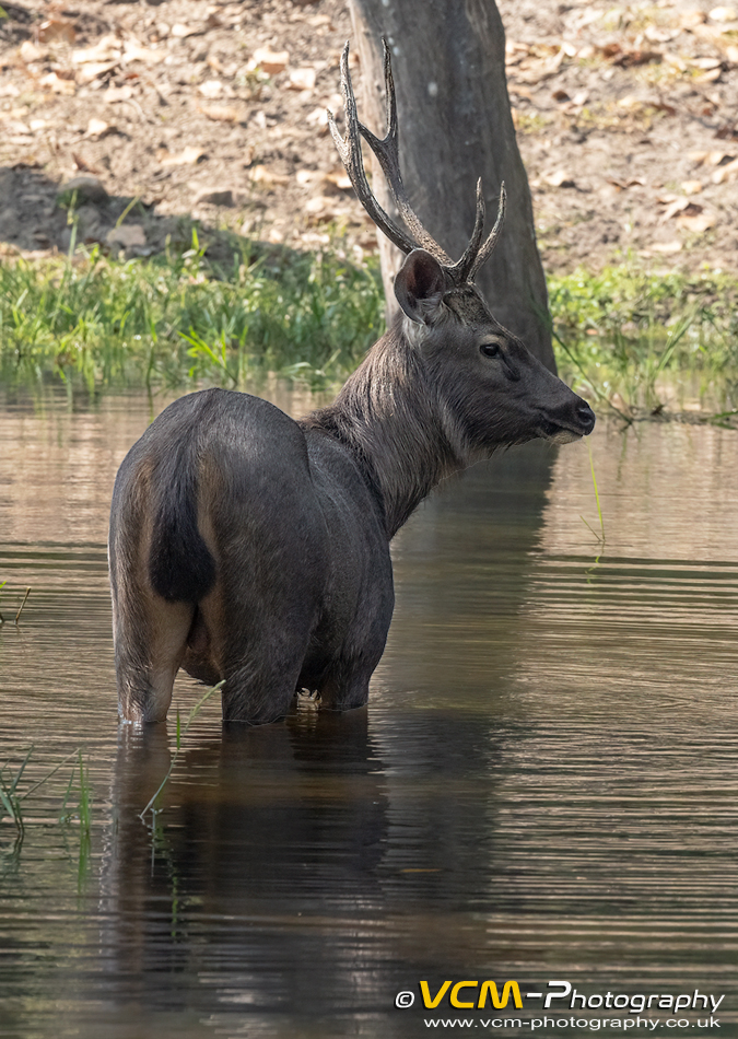 Sambar deer in water
