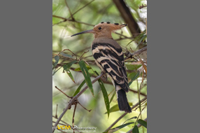 Eurasian hoopoe