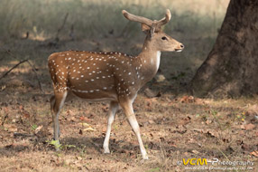 Spotted deer