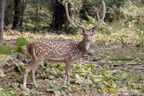 Spotted deer