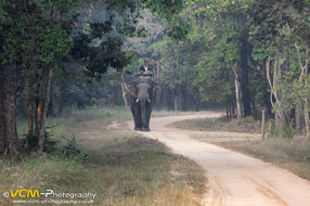 Elephant and mahout