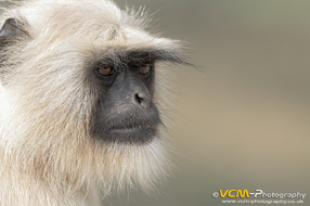 Gray langur