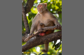 Rhesus macaque