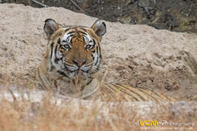 Male tiger called Pujari