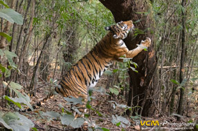 Tigress called Chakradhara