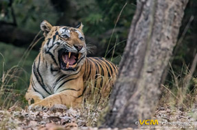 Male tiger called Bajrang