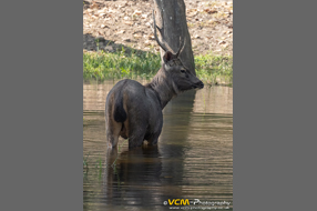 Sambar deer