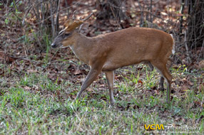 Barking deer
